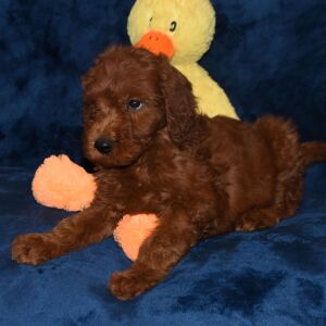 Labradoodle Puppy Antonio