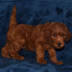 Labradoodle Puppy Antonio
