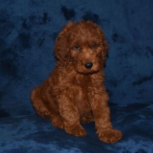 Labradoodle Puppy Antonio
