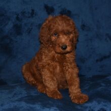 Labradoodle Puppy Antonio