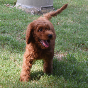 Labradoodle Puppy Antonio