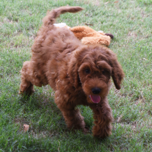 Labradoodle Puppy Antonio