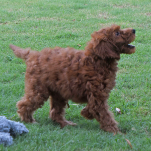 Labradoodle Puppy Antonio