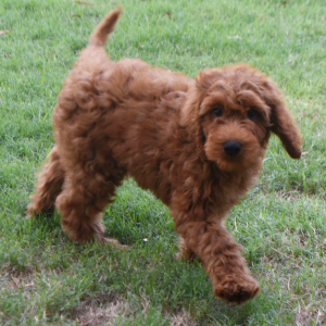 Labradoodle Puppy Antonio