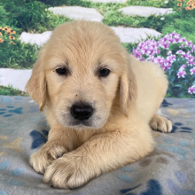 Golden Retriever Puppy Asher