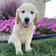 Golden Retriever Puppy Asher