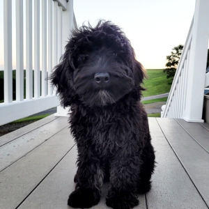 Bernedoodle Puppy Kayne