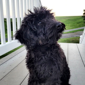 Bernedoodle Puppy Kayne