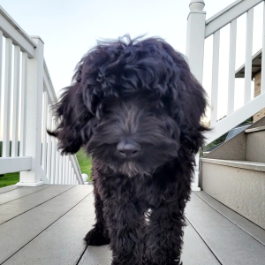 Bernedoodle Puppy Kayne