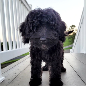 Bernedoodle Puppy Kayne