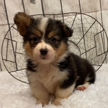 Pembroke Welsh Corgi Puppy Grace