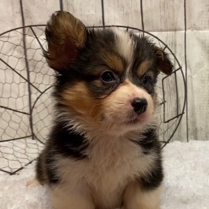 American Corgi Puppy Grace