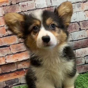 American Corgi Puppy Grace