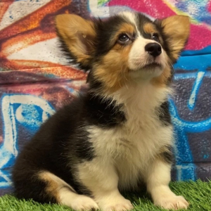 American Corgi Puppy Grace