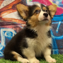 American Corgi Puppy Grace