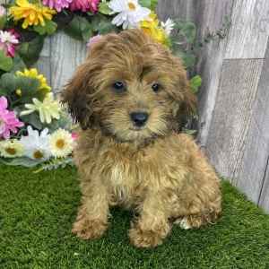 Shihpoo Puppy Daisy