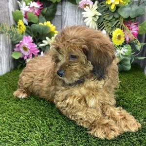 Shihpoo Puppy Daisy