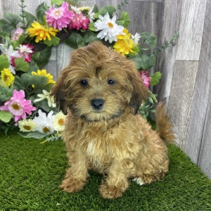 Shihpoo Puppy Daisy