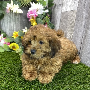 Shihpoo Puppy Daisy
