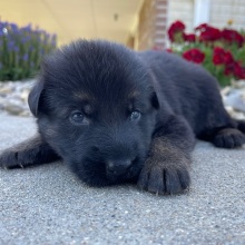 German Shepherd Dog Puppy Carl