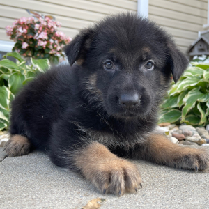 German Shepherd Dog Puppy Carl