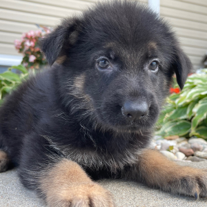 German Shepherd Dog Puppy Carl