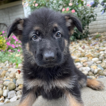 German Shepherd Dog Puppy Carl