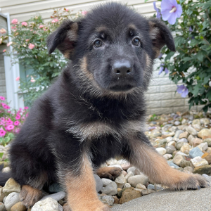 German Shepherd Dog Puppy Carl