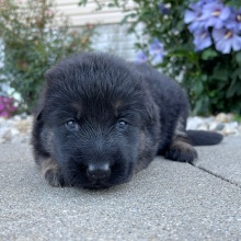 German Shepherd Dog Puppy Deanna