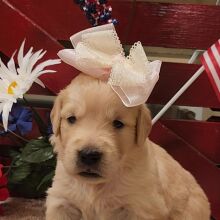 Golden Retriever Puppy Oreana