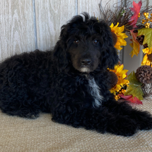 Aussiedoodle Puppy Eric