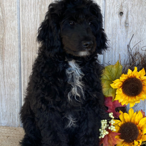 Aussiedoodle Puppy Eric