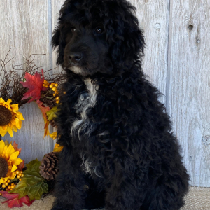 Aussiedoodle Puppy Eric