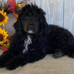 Aussiedoodle Puppy Eric