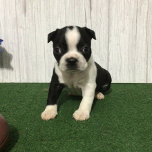 Boston Terrier Puppy Shaw