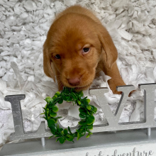 Labrador Retriever Puppy Charlie