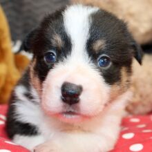 American Corgi Puppy Rosco