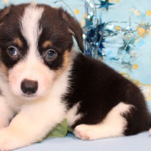 American Corgi Puppy Rosco