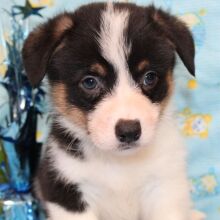American Corgi Puppy Rosco