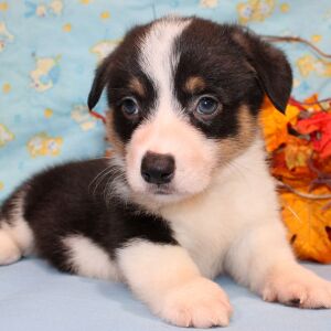 American Corgi Puppy Rosco