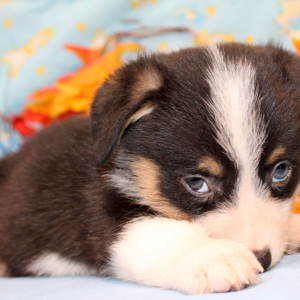 American Corgi Puppy Rosco