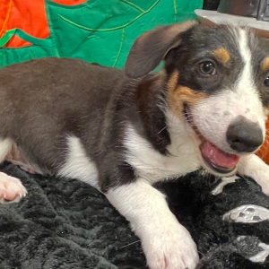 American Corgi Puppy Rosco