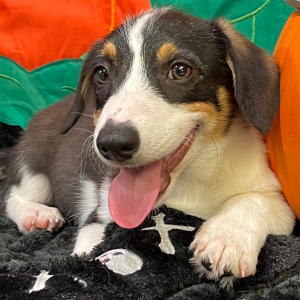 American Corgi Puppy Rosco