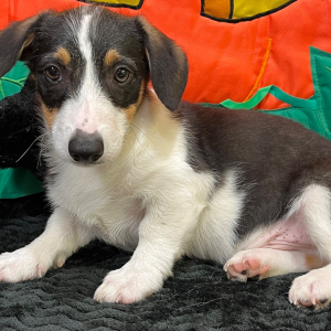 American Corgi Puppy Rosco