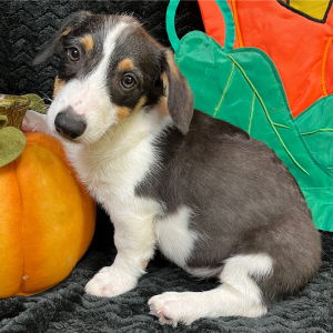 American Corgi Puppy Rosco