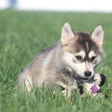 Pomsky Puppy Venus