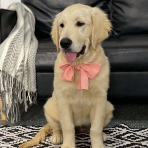 Golden Retriever Puppy Charli