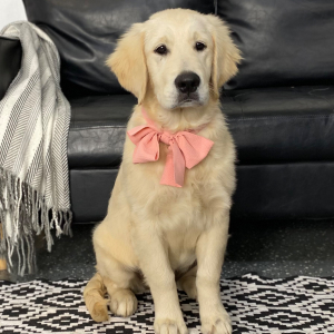 Golden Retriever Puppy Charli