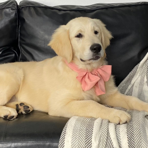 Golden Retriever Puppy Charli