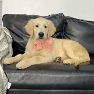 Golden Retriever Puppy Charli